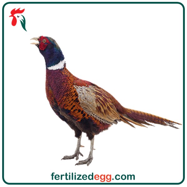 تخم نطفه دار قرقاول پاکستانی